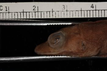 Media type: image;   Herpetology R-100114